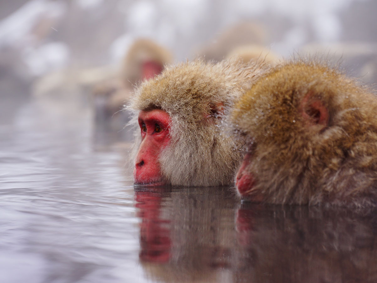 Jigokudani Snow Monkey Park