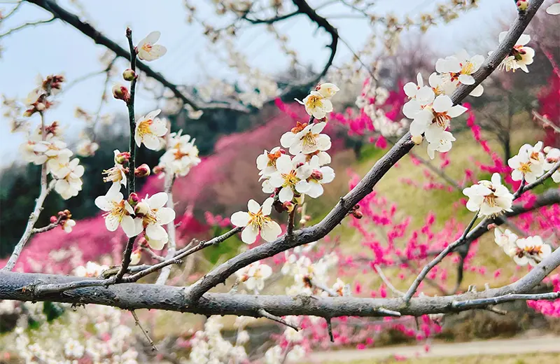 ろうかく梅園花まつり