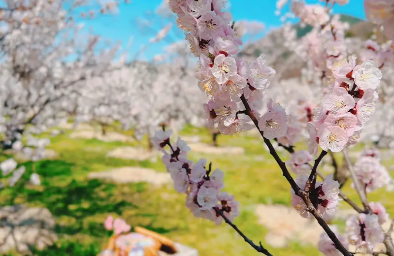 千曲市あんずまつり(ちくましあんずまつり)