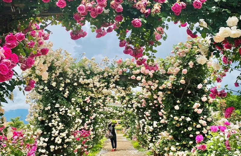 信州なかのバラまつり