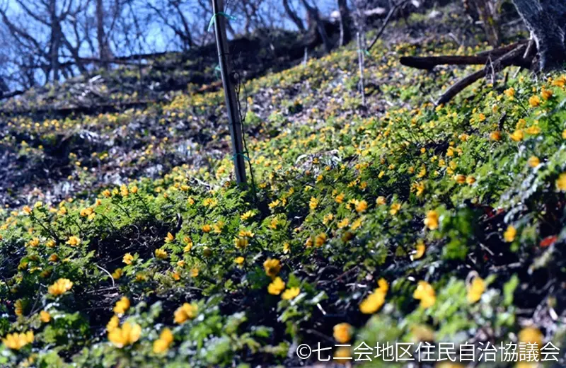 七二会福寿草まつり